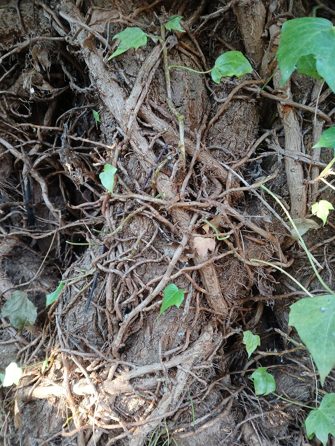 Hedera helix - Kusterdingen-Jettenburg - Jan. 2025