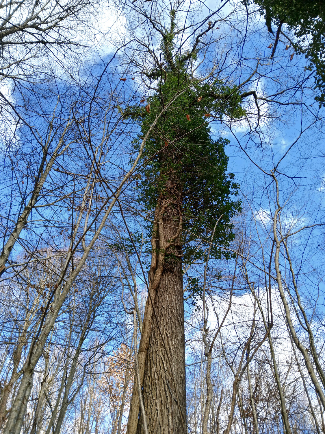 Hedera helix - Tübingen-Derendingen - Jan. 2025
