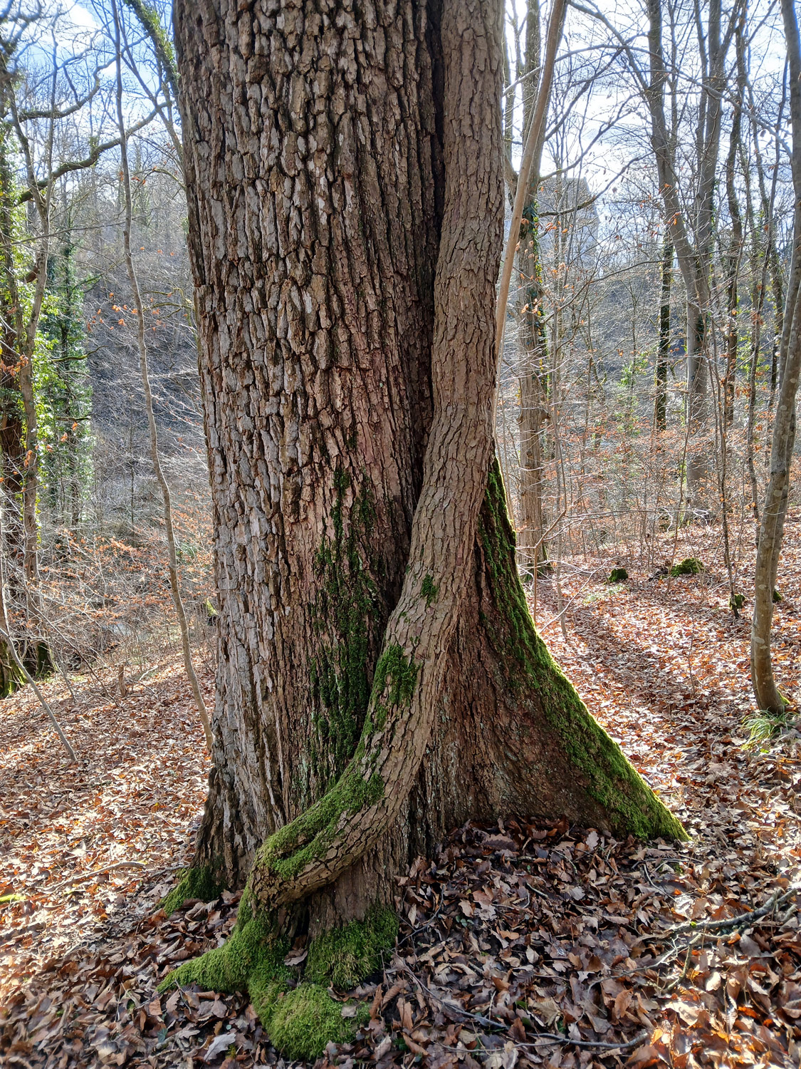 Hedera helix - Tübingen-Derendingen - Jan. 2025