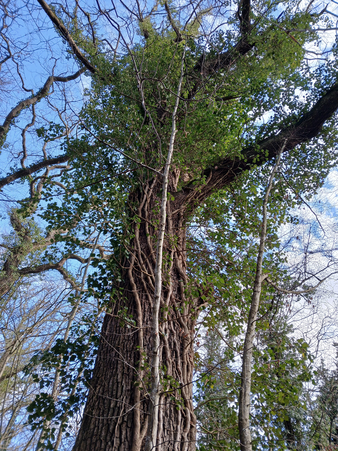 Hedera helix - Tübingen-Derendingen - Jan. 2025