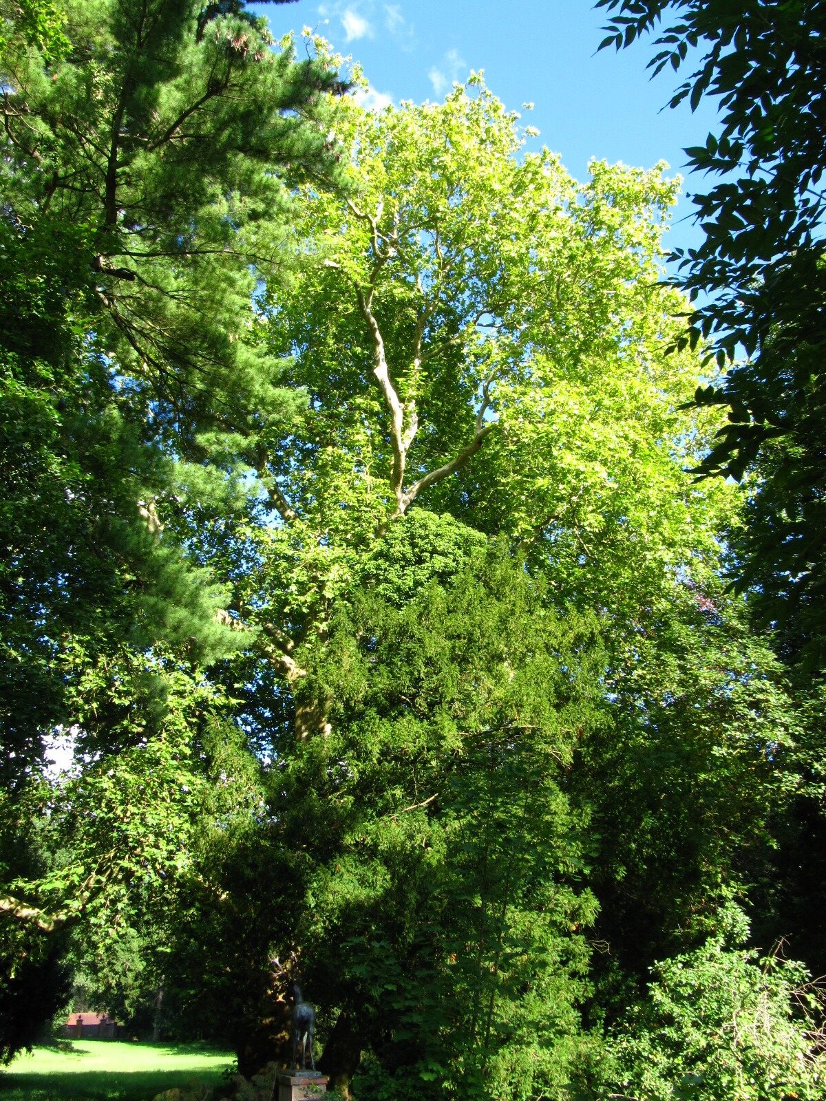 Platanus × hispanica - Krumke - August 2025