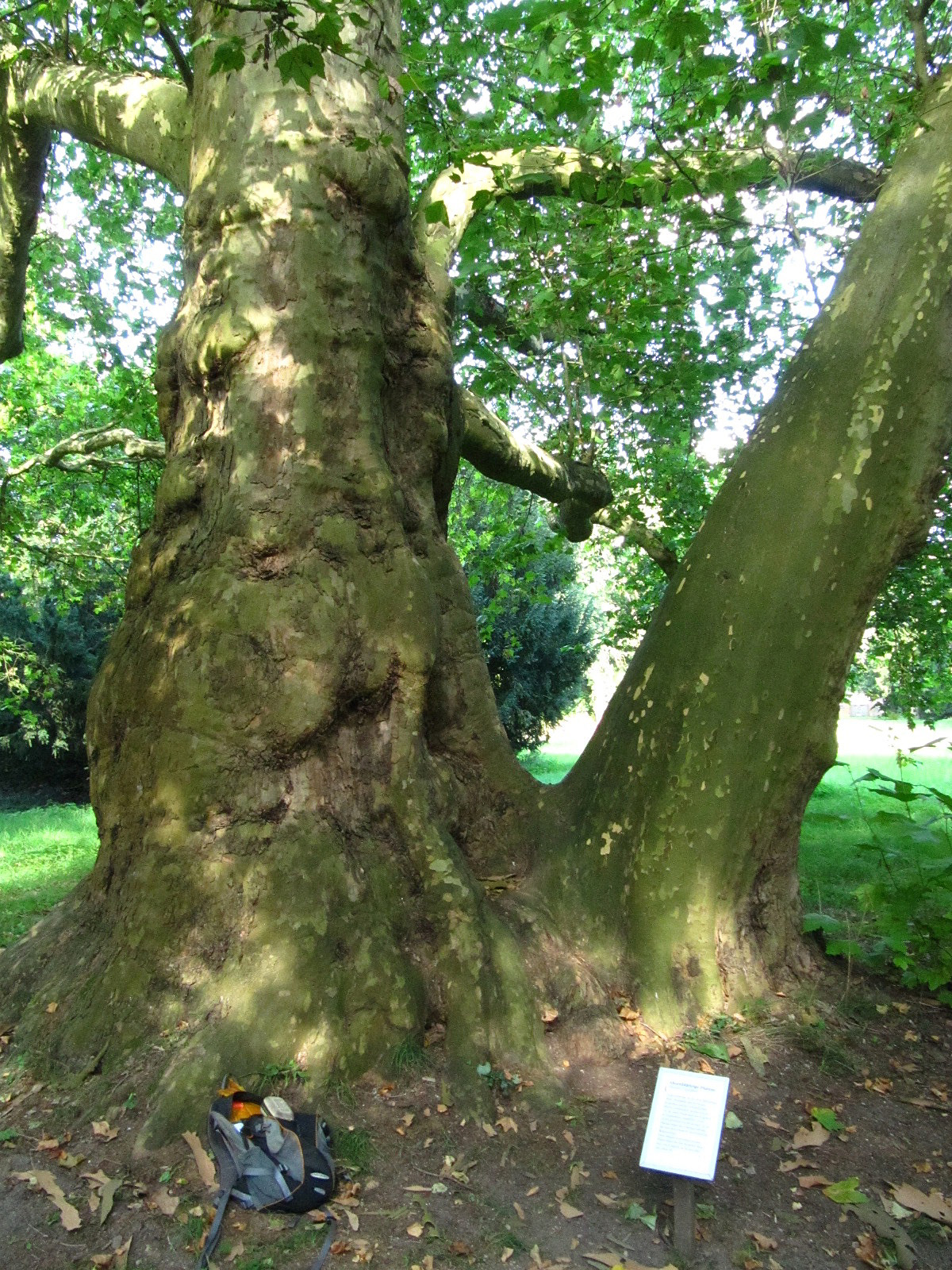 Platanus × hispanica - Krumke - August 2025