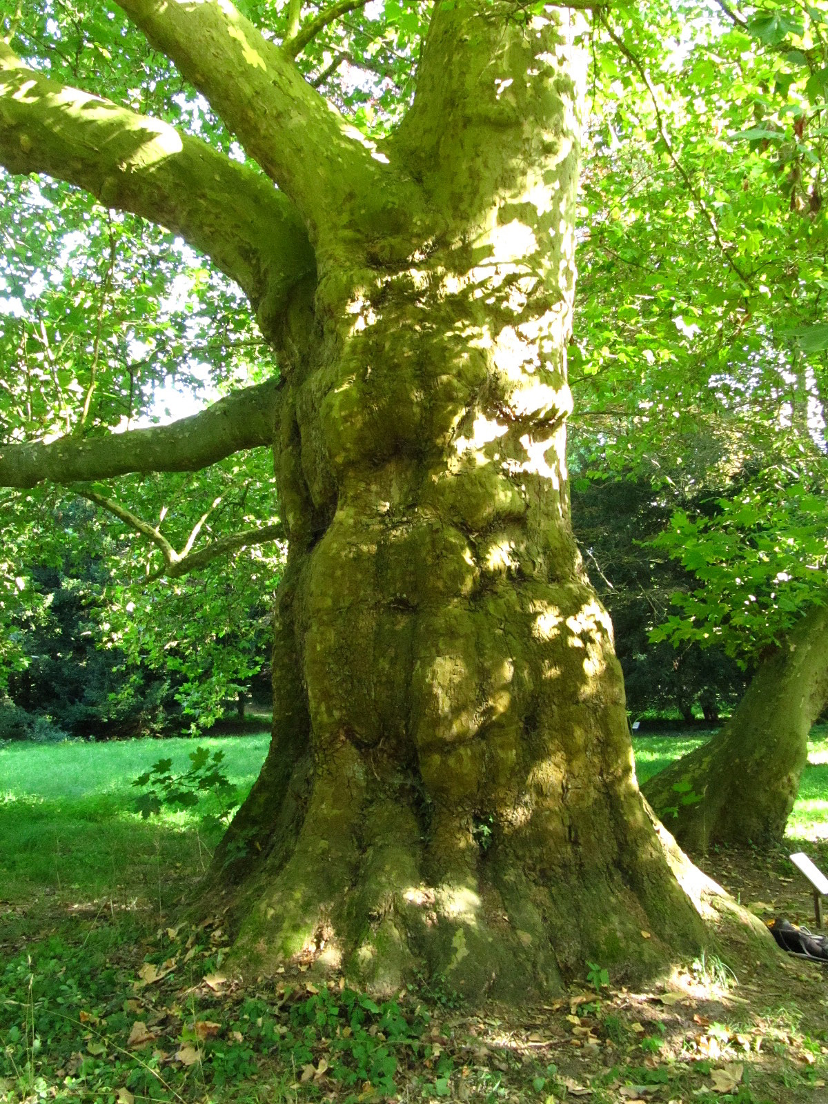 Platanus × hispanica - Krumke - August 2025
