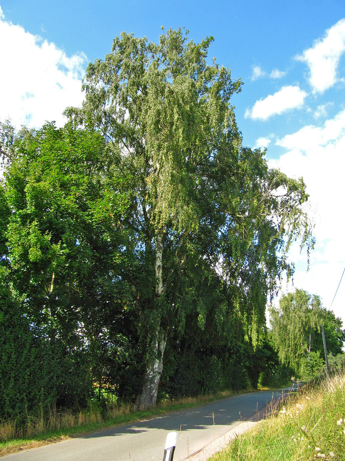 Betula pendula - Riebrau - August 2025