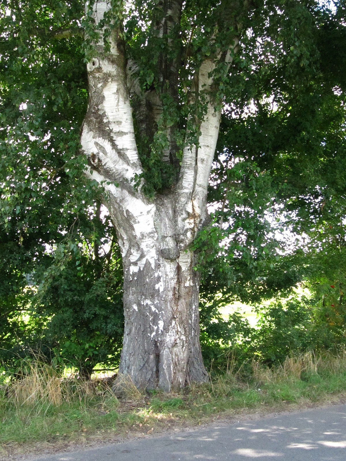 Betula pendula - Riebrau - August 2025