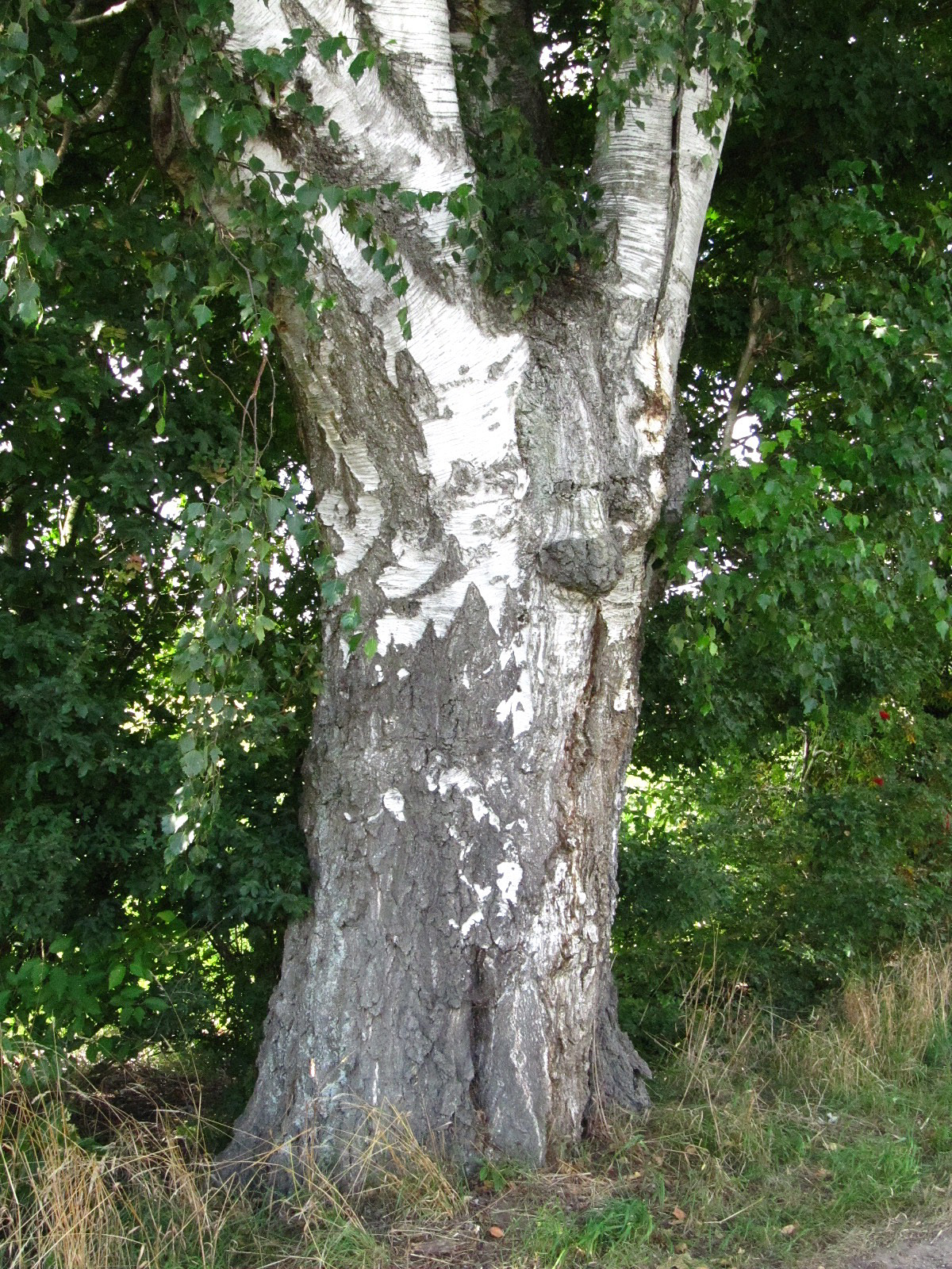 Betula pendula - Riebrau - August 2025