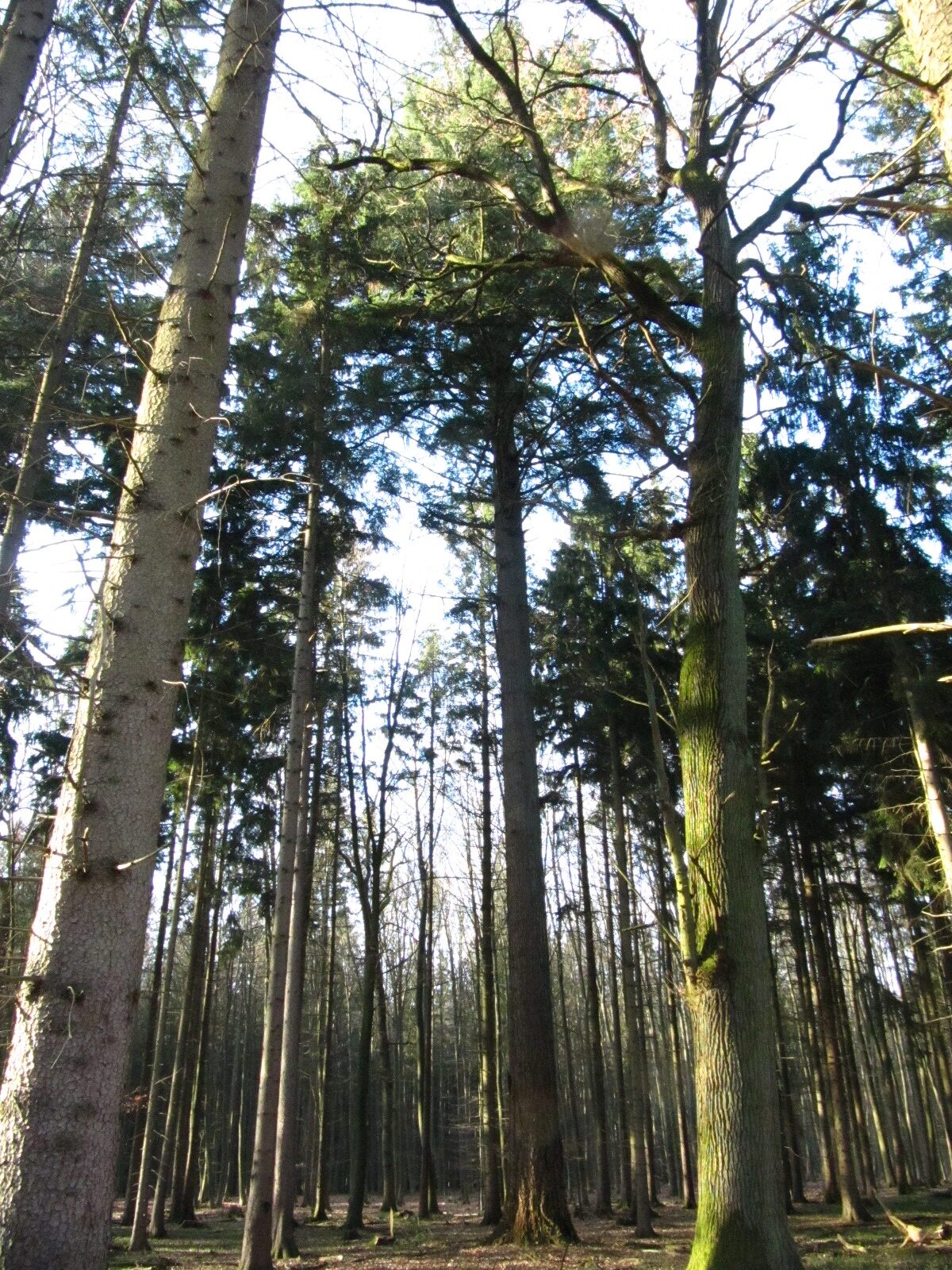 Douglasie 1 Sachsenwald - Brunstorf - Feb. 2026