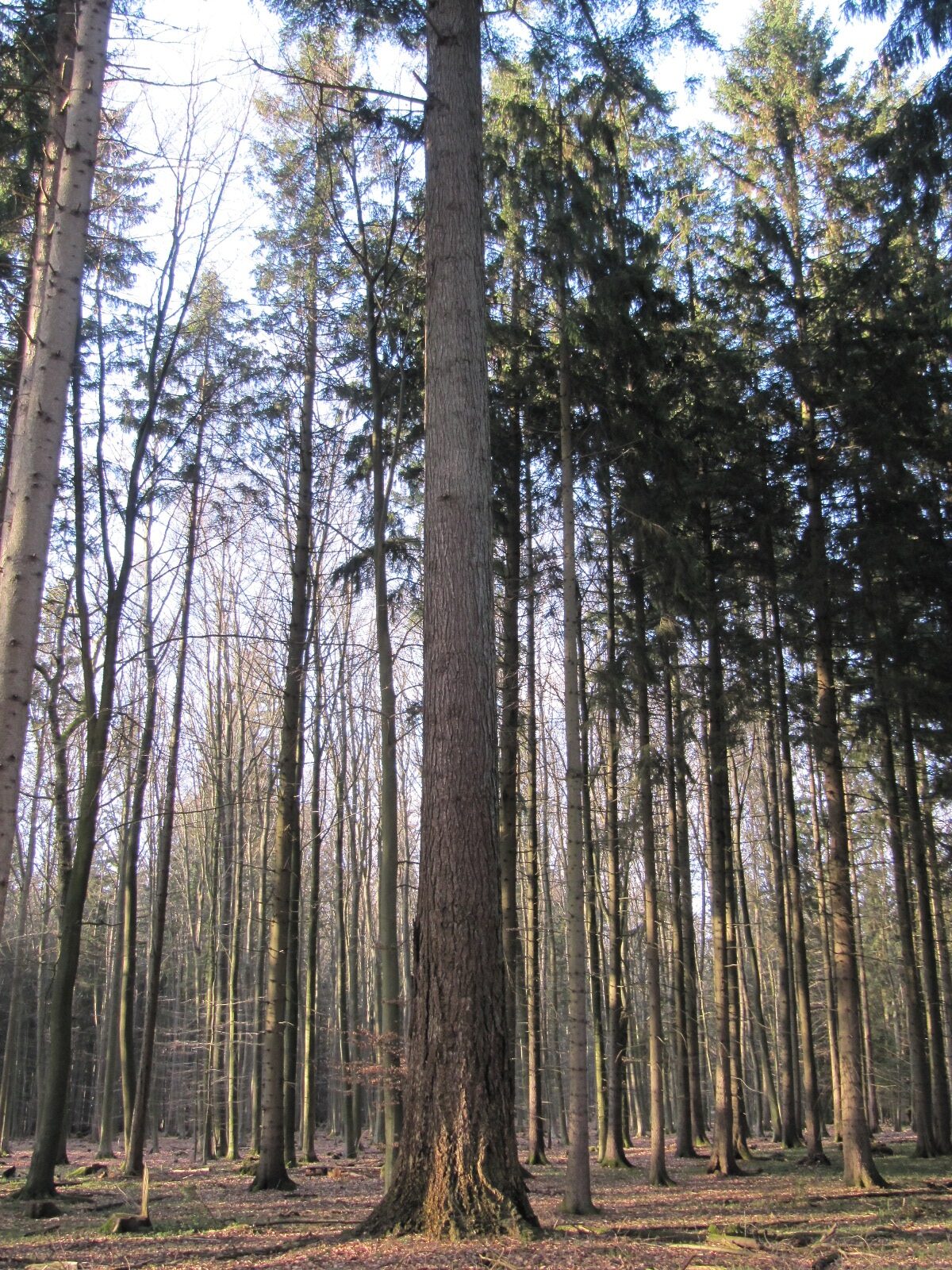 Douglasie 1 Sachsenwald - Brunstorf - Feb. 2026