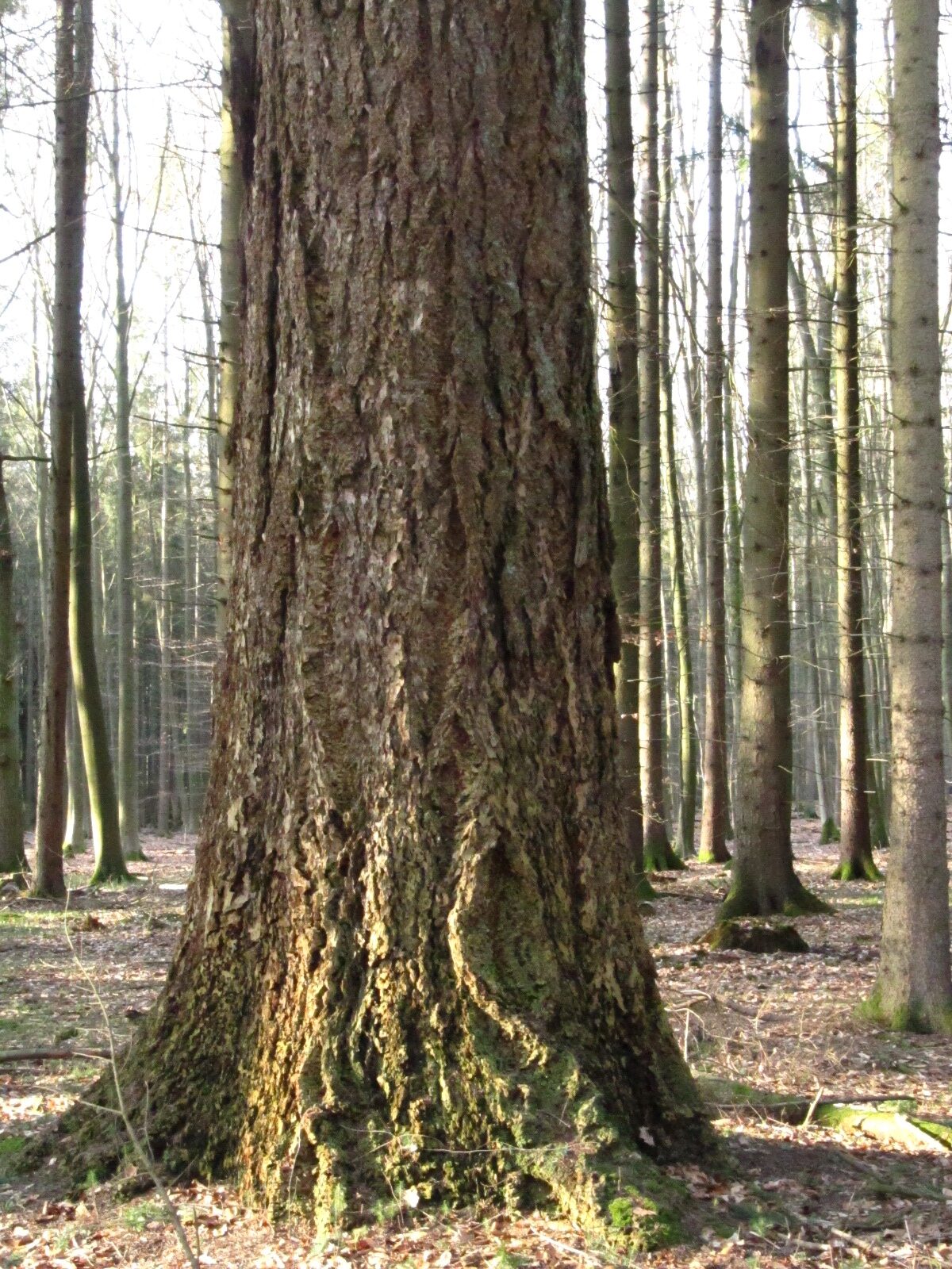 Douglasie 1 Sachsenwald - Brunstorf - Feb. 2026