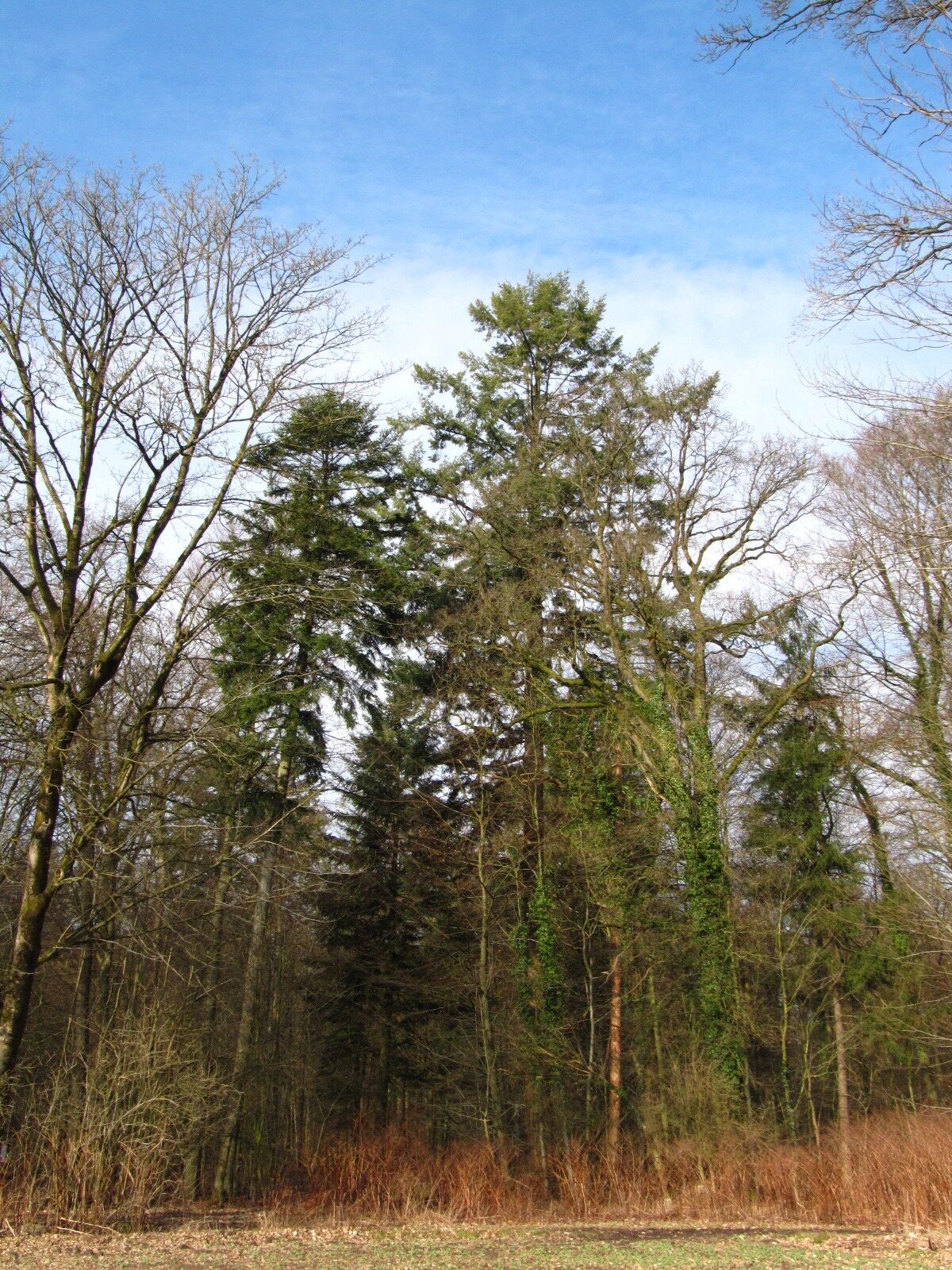 Douglasie im NSG Buchenwälder im Rosengarten - Langenrehm - Feb. 2026