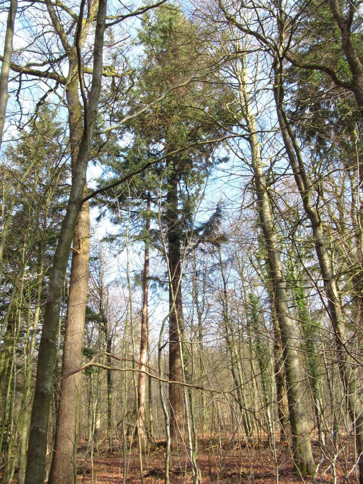Douglasie im NSG Buchenwälder im Rosengarten - Langenrehm - Feb. 2026