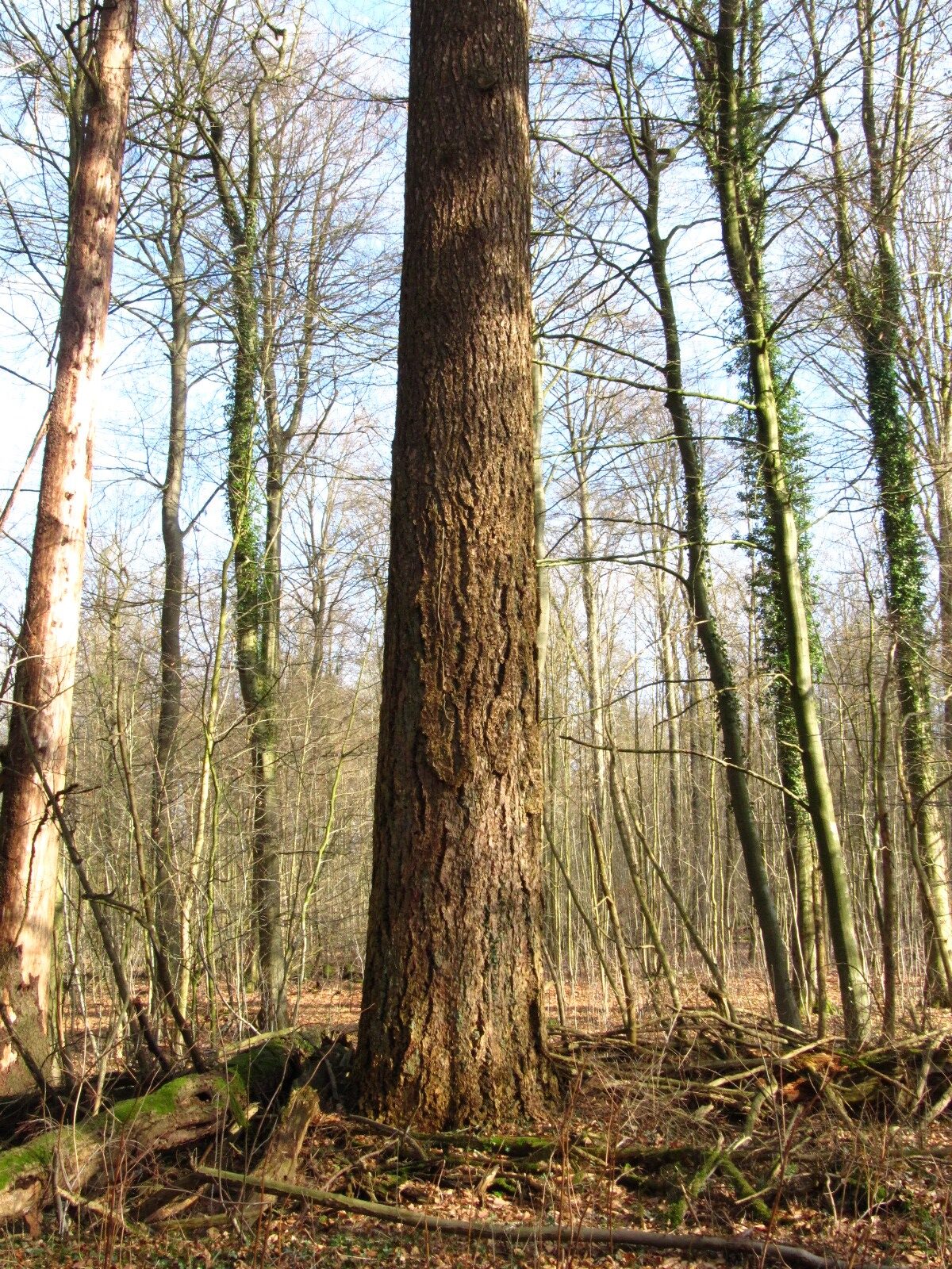 Douglasie im NSG Buchenwälder im Rosengarten - Langenrehm - Feb. 2026