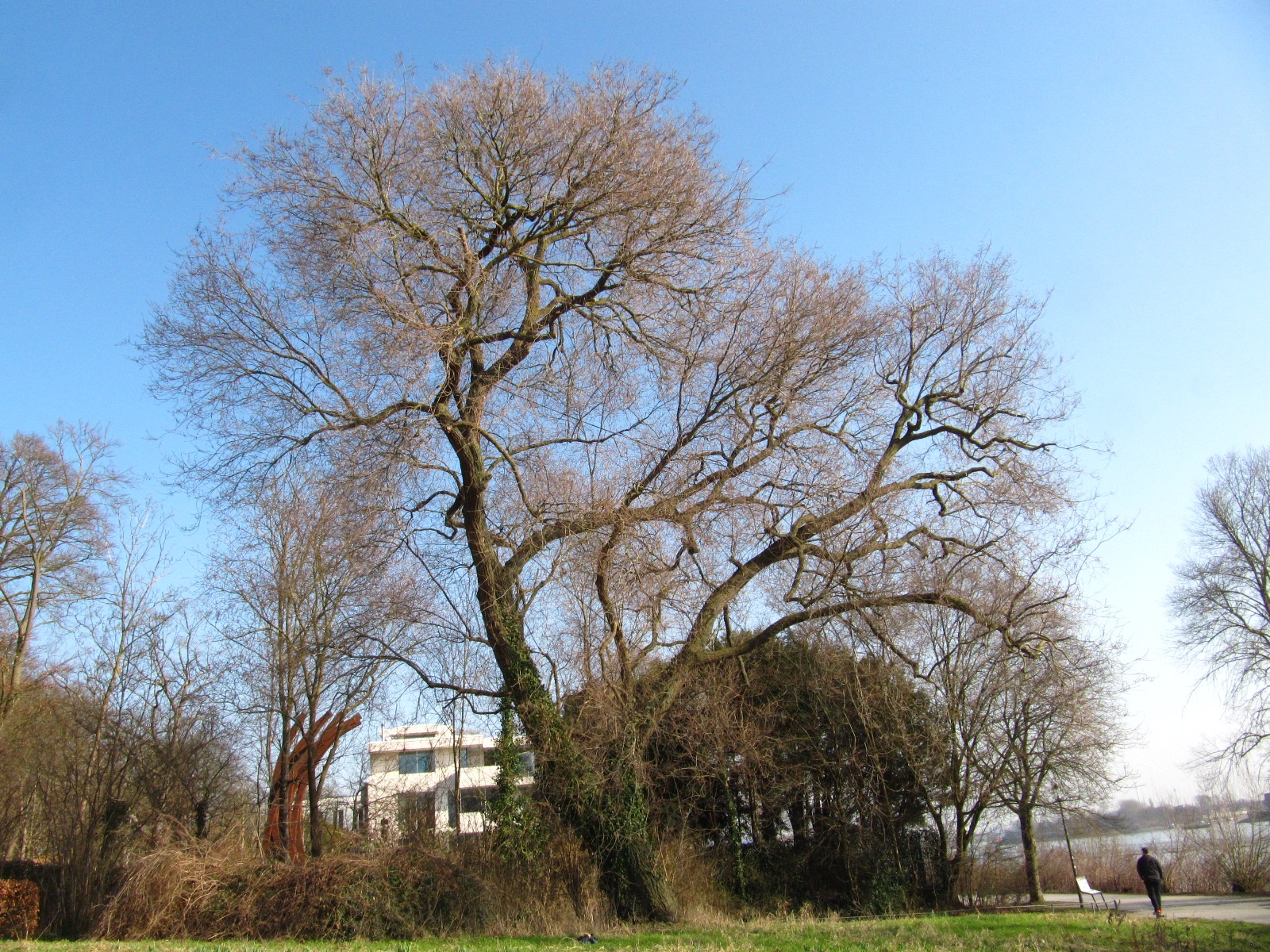 Ulmus minor - Hamburg-Nienstedten - März 2026