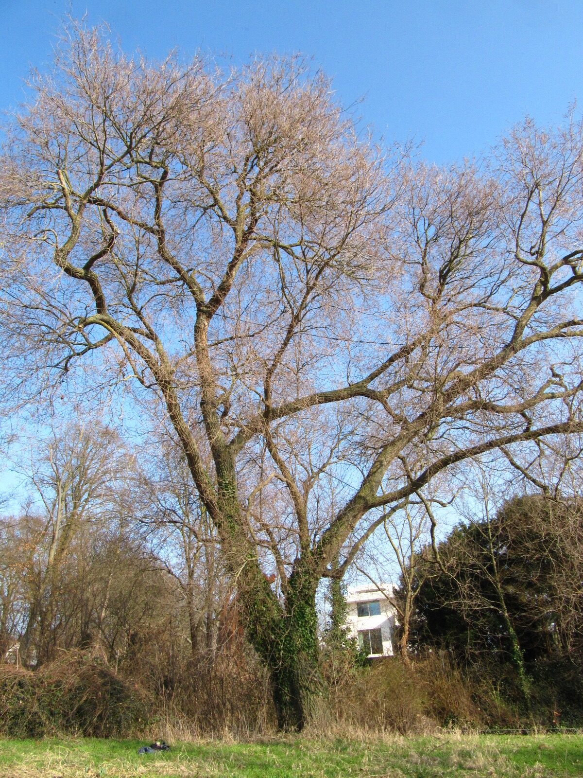 Ulmus minor - Hamburg-Nienstedten - März 2026