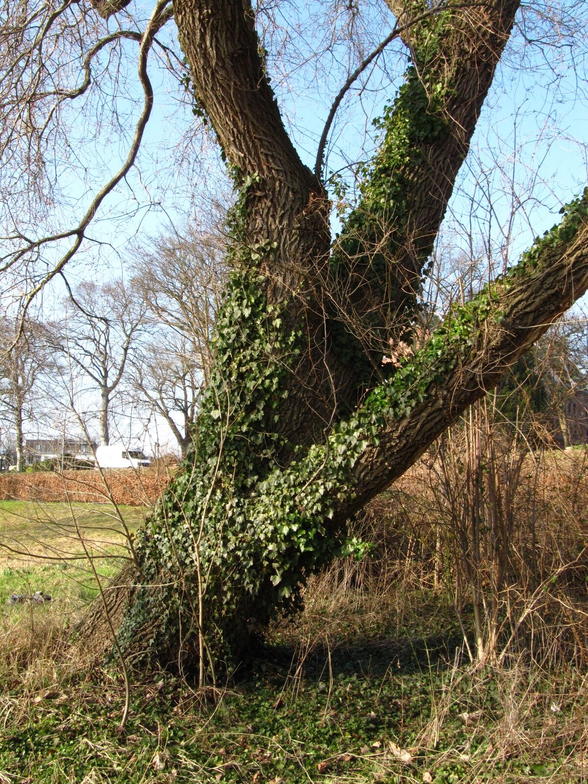 Ulmus minor - Hamburg-Nienstedten - März 2026