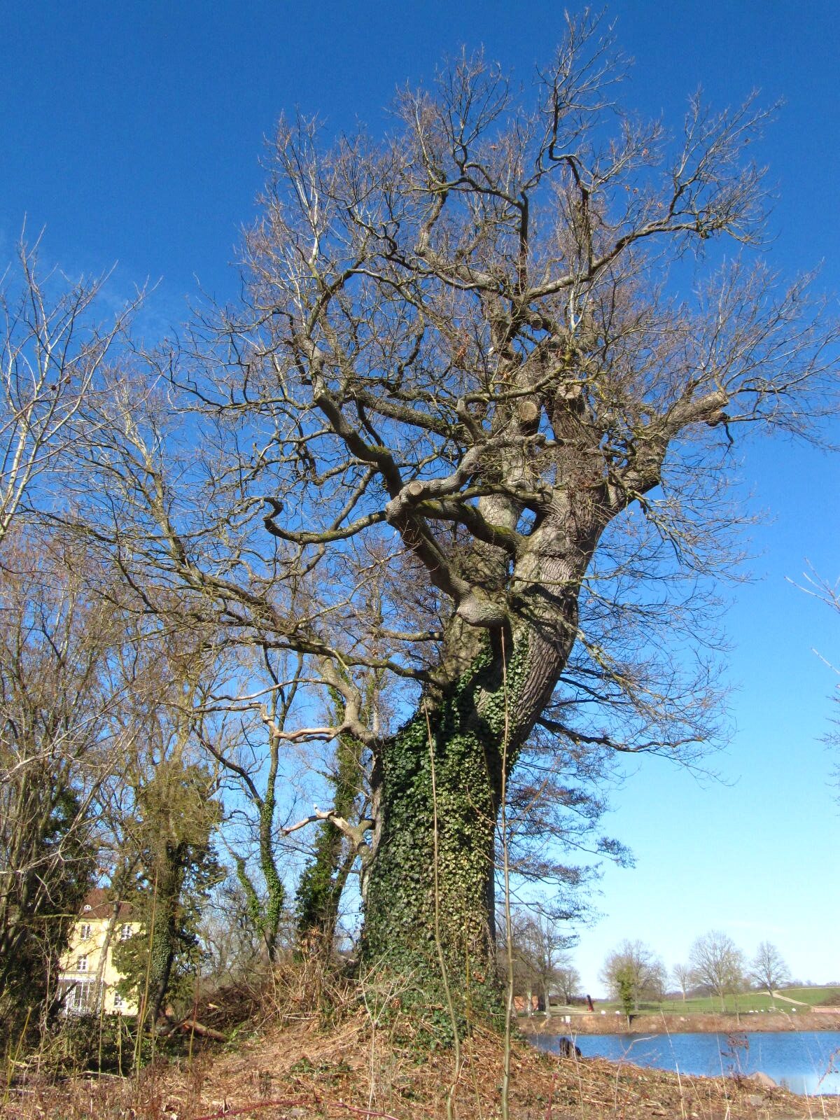 Große Eiche - Sierhagen - März 2026