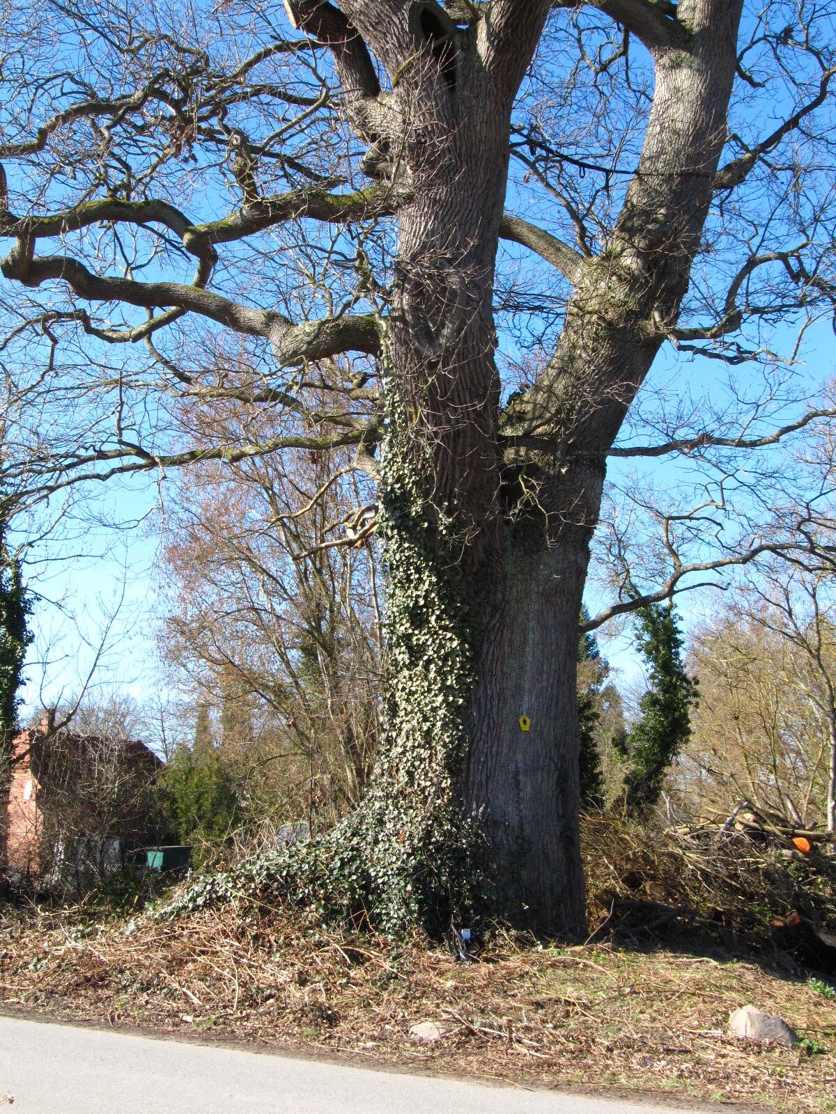 Große Eiche - Sierhagen - März 2026