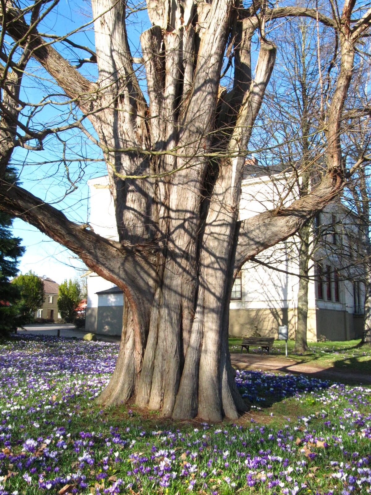 Taxodium distichum - Neustadt in Holstein - März 2026