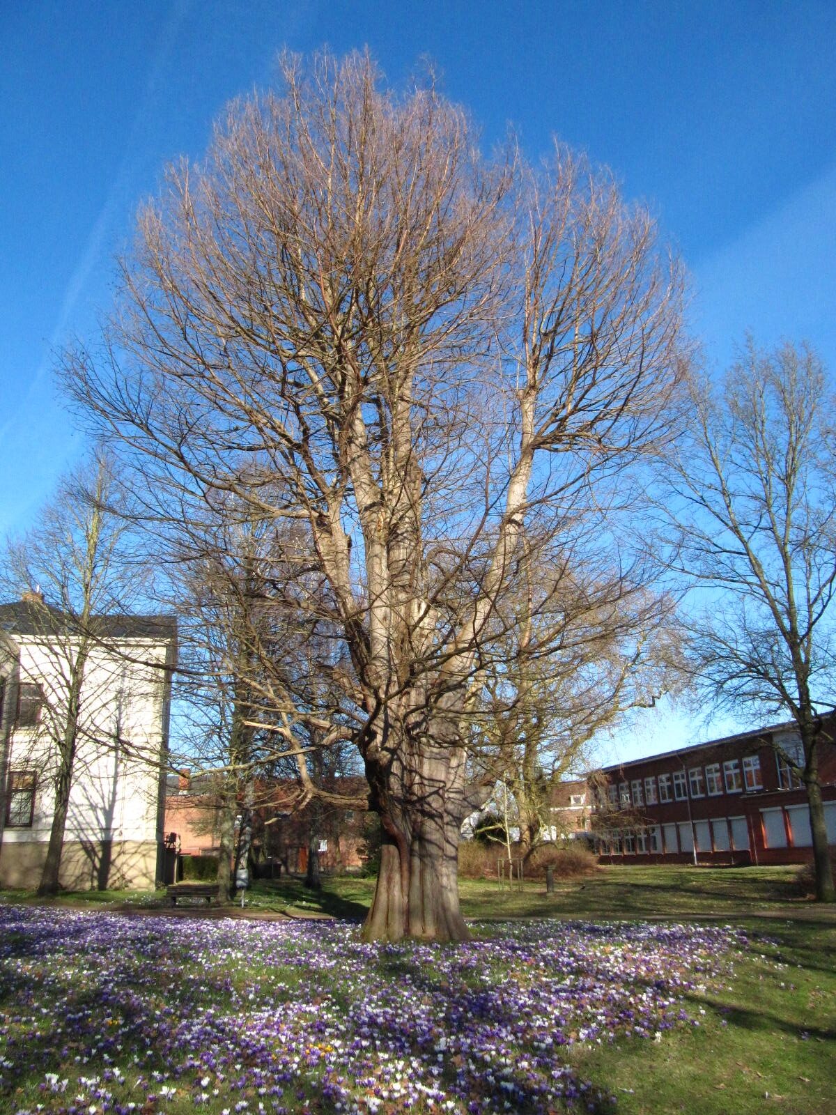 Taxodium distichum - Neustadt in Holstein - März 2026