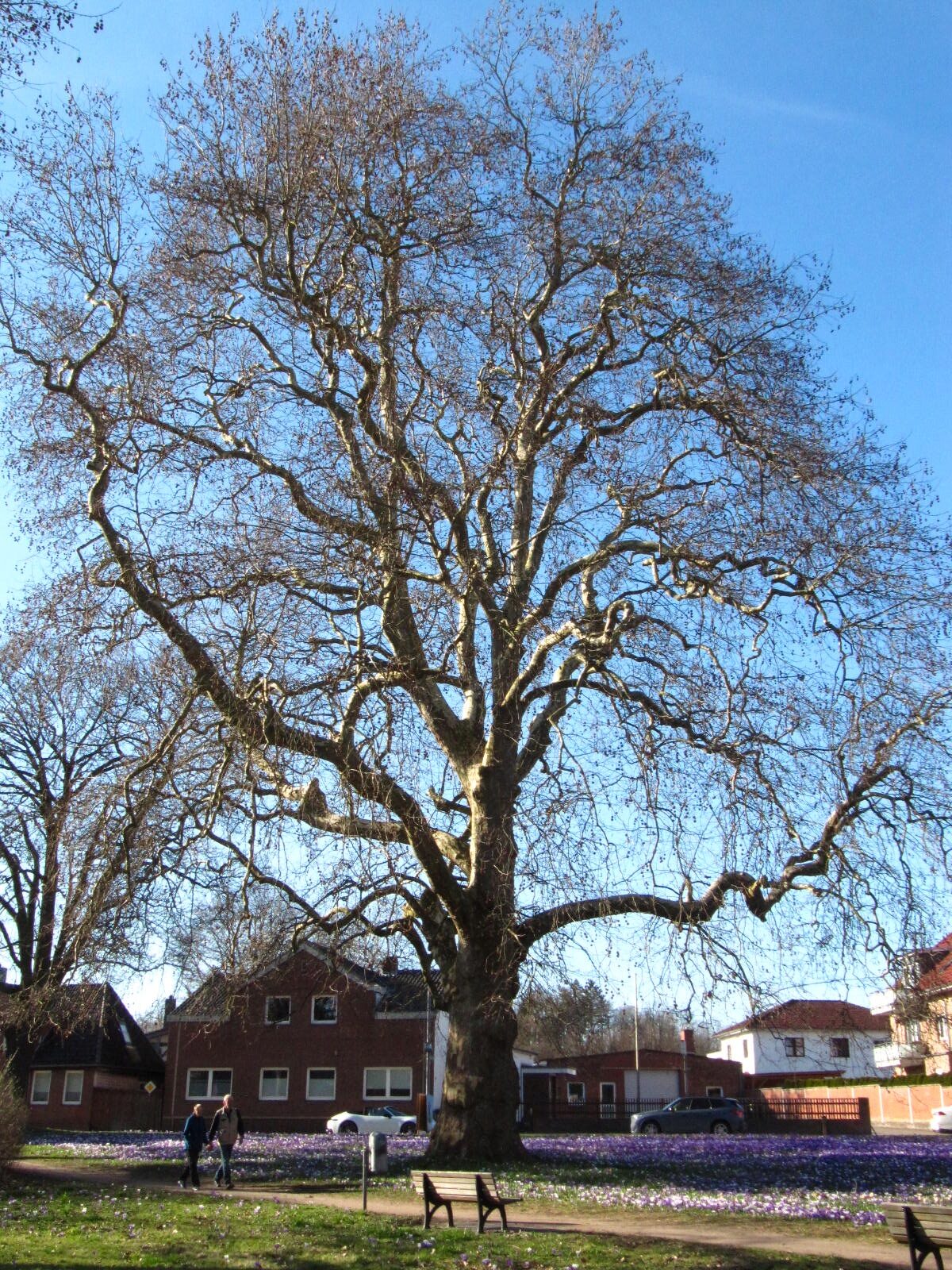 Platanus × hispanica - Neustadt in Holstein - März 2026