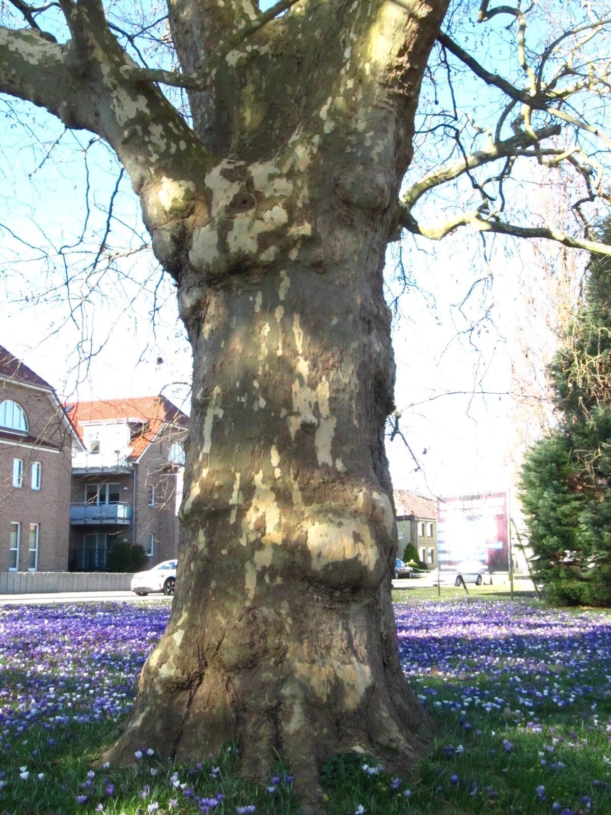 Platanus × hispanica - Neustadt in Holstein - März 2026