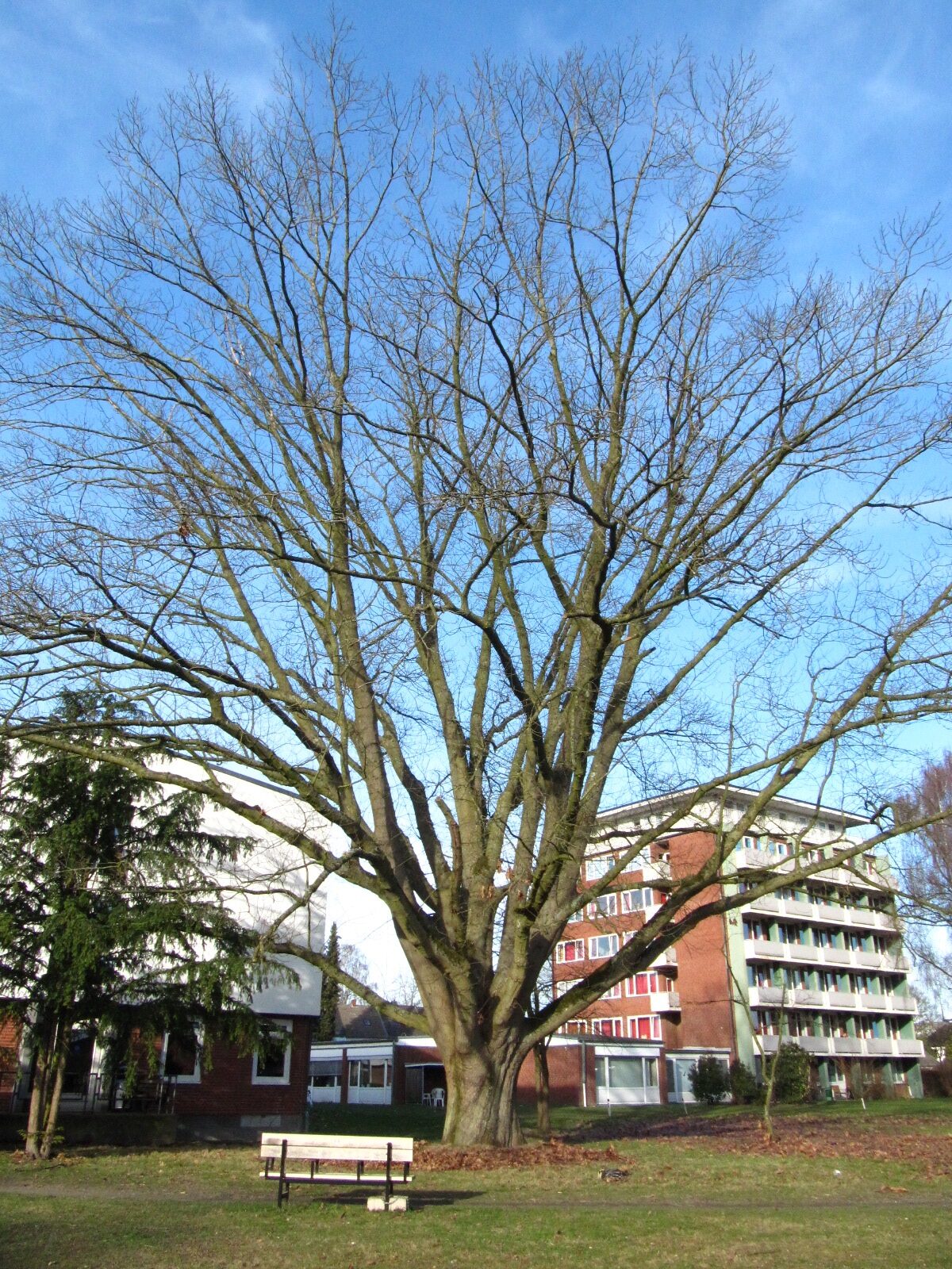 Quercus rubra - Bremen-Lesum - März 2026