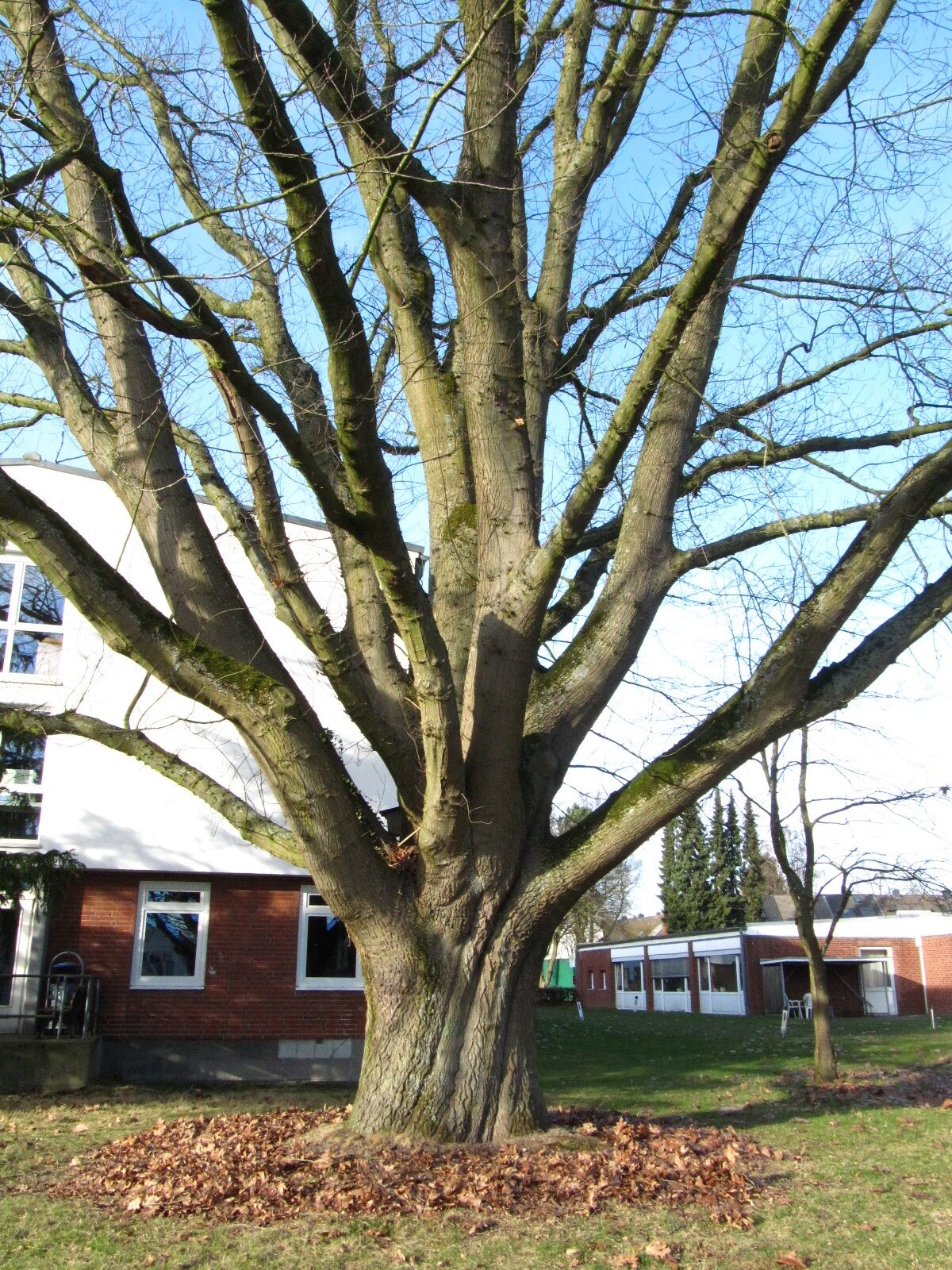 Quercus rubra - Bremen-Lesum - März 2026