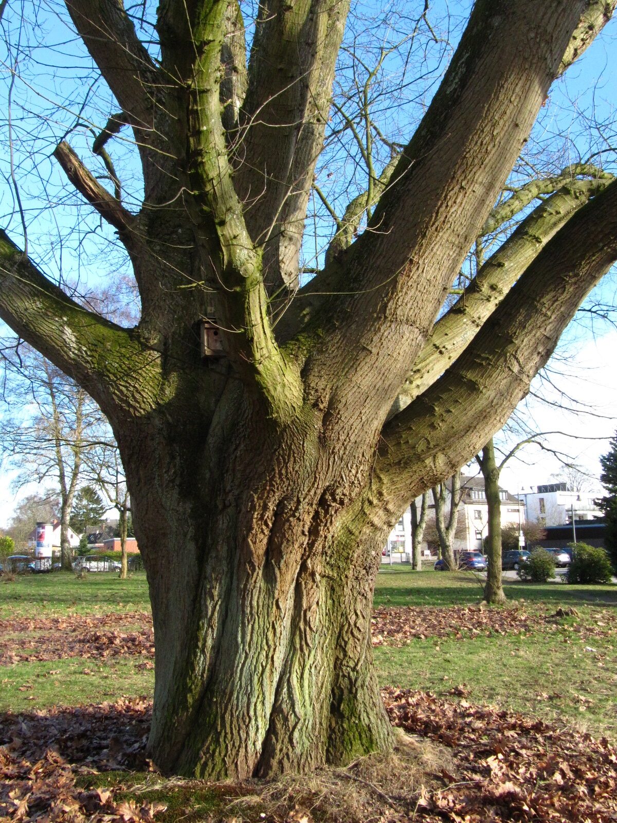 Quercus rubra - Bremen-Lesum - März 2026