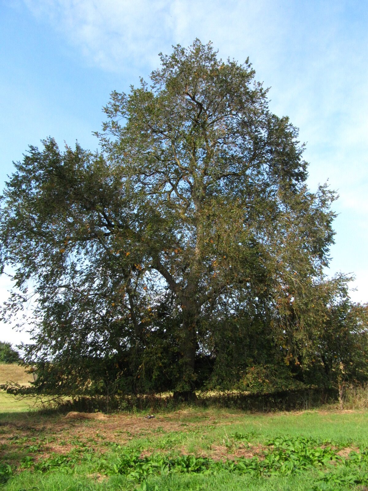 Ulmus laevis - Pevestorf - August 2025