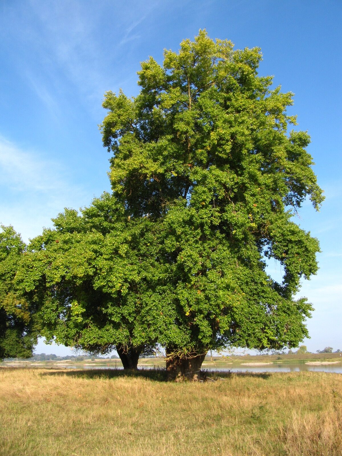 Populus nigra - Pevestorf - Sept. 2025