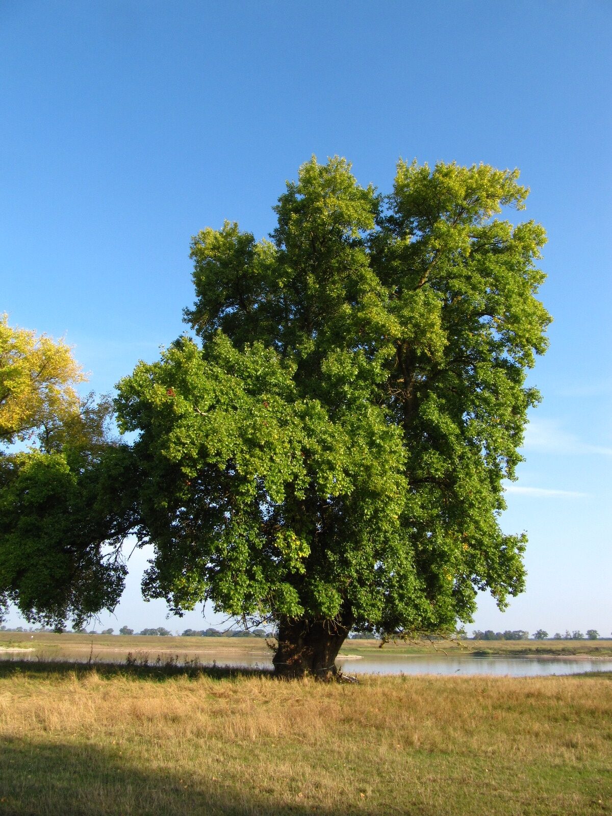 Populus nigra - Pevestorf - Sept. 2025