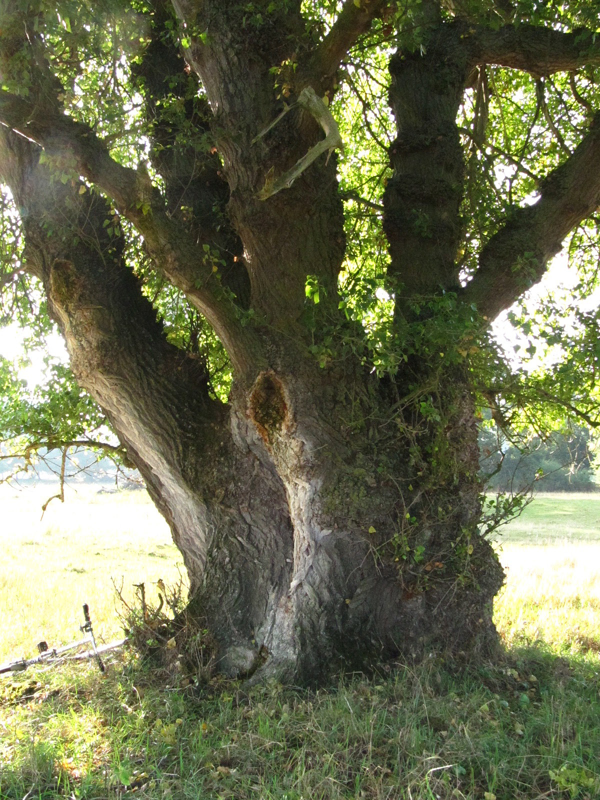 Populus nigra - Pevestorf - Sept. 2025