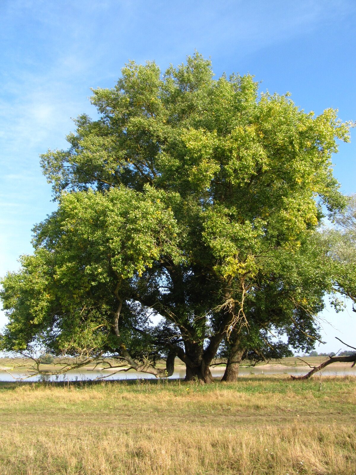 Populus nigra - Pevestorf - Sept. 2025
