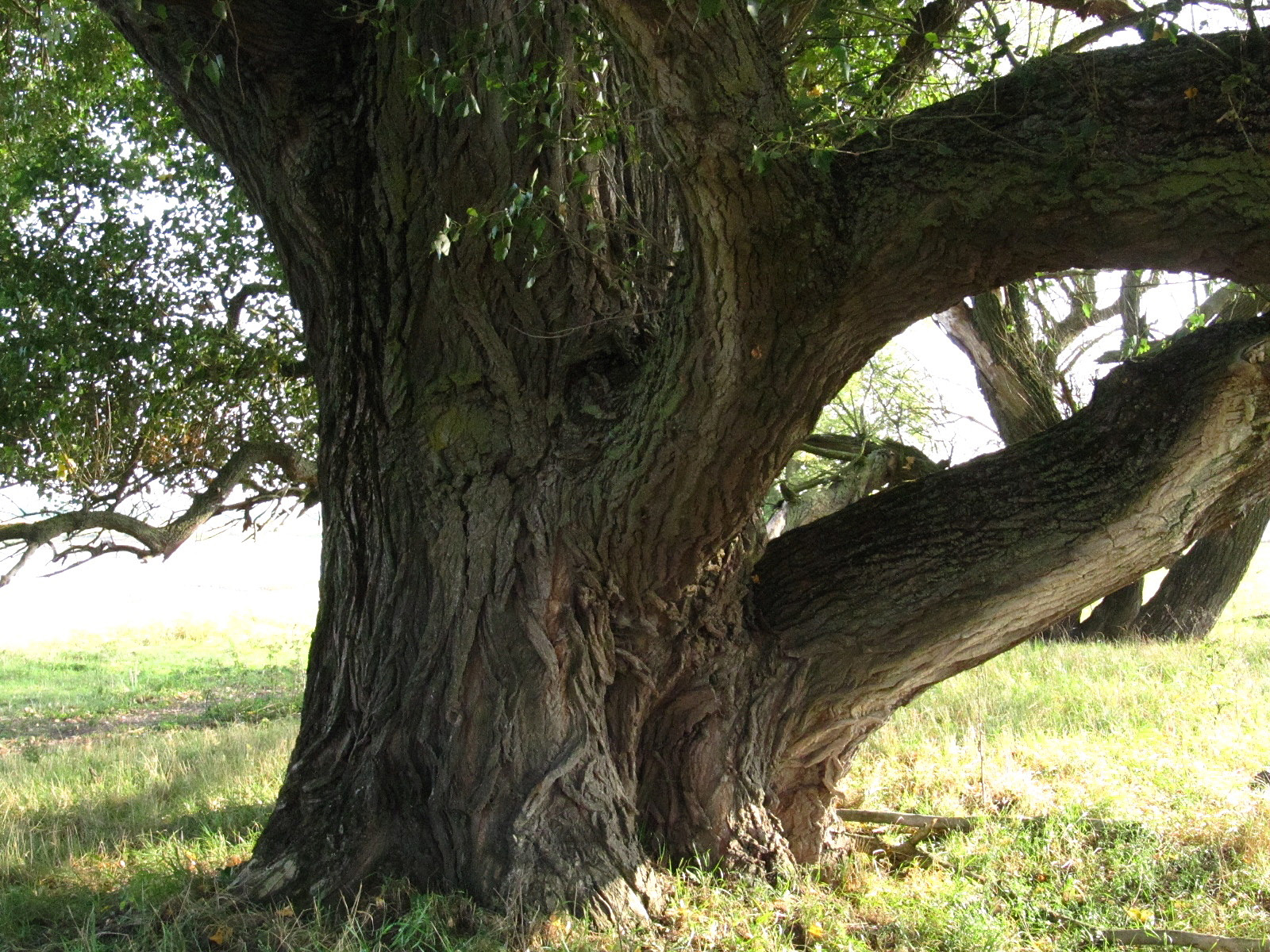 Populus nigra - Pevestorf - Sept. 2025
