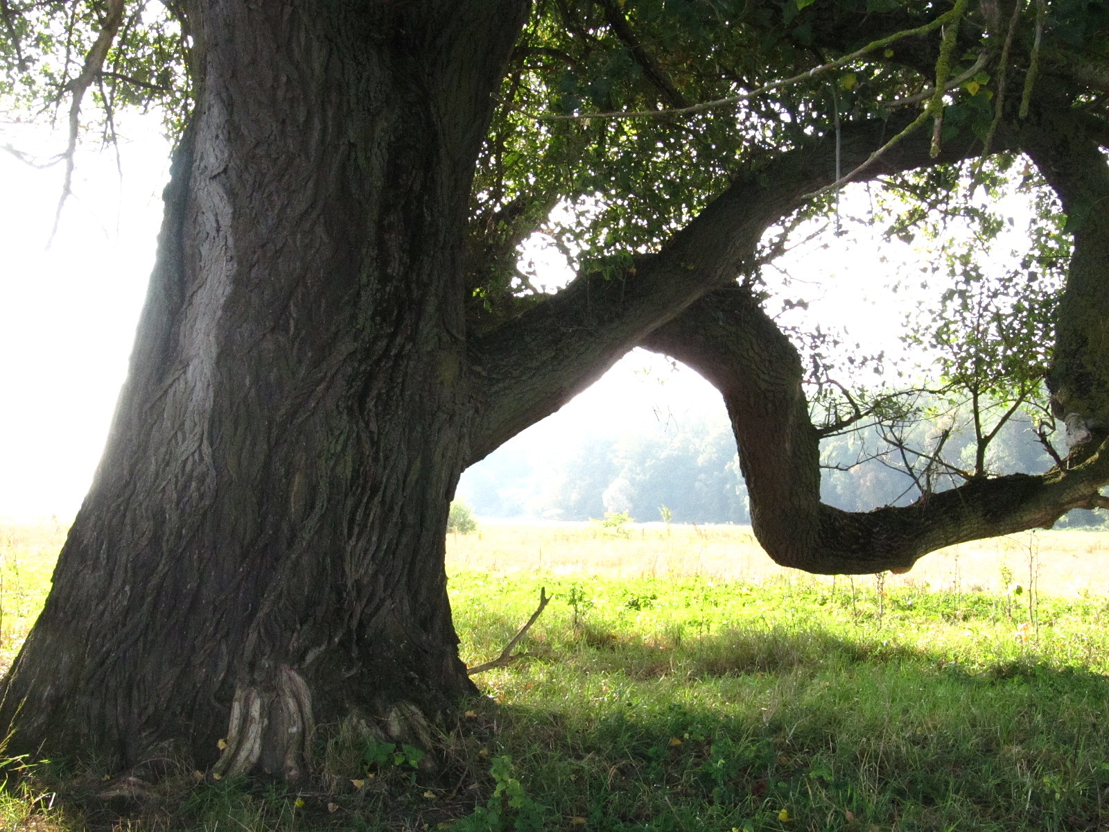 Populus nigra - Pevestorf - Sept. 2025