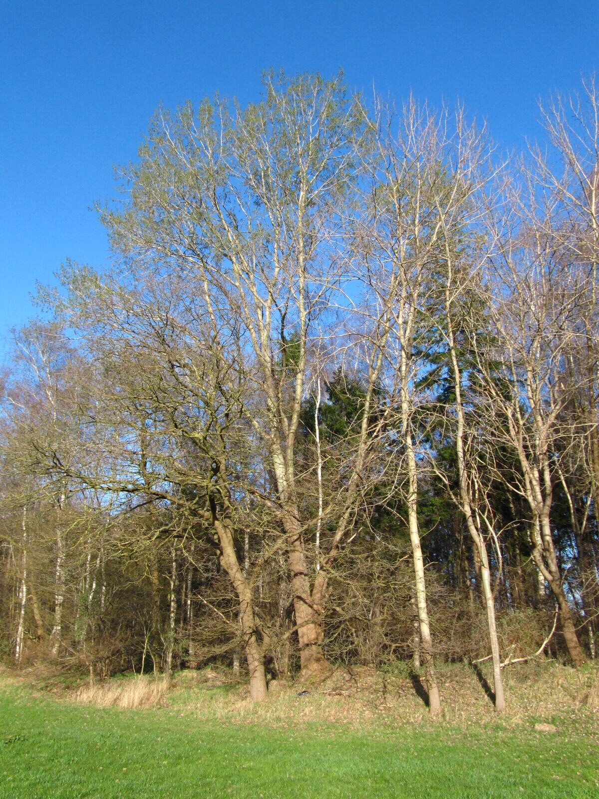 Populus tremula - Stendorf, Bremer Schweiz - März 2026