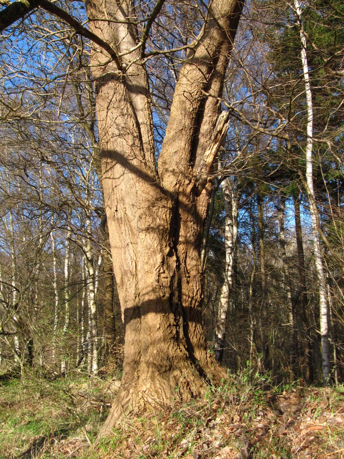 Populus tremula - Stendorf, Bremer Schweiz - März 2026
