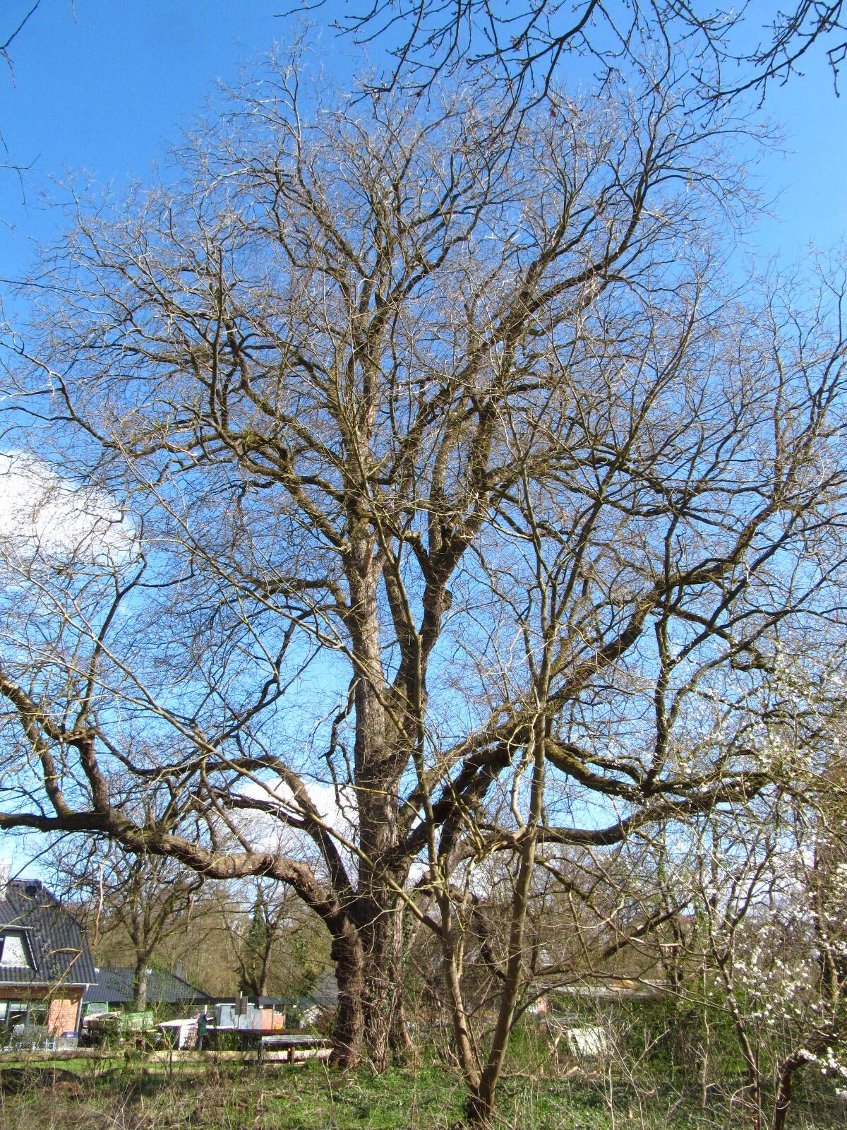 Ulmus minor - Oldendorf - März 2026