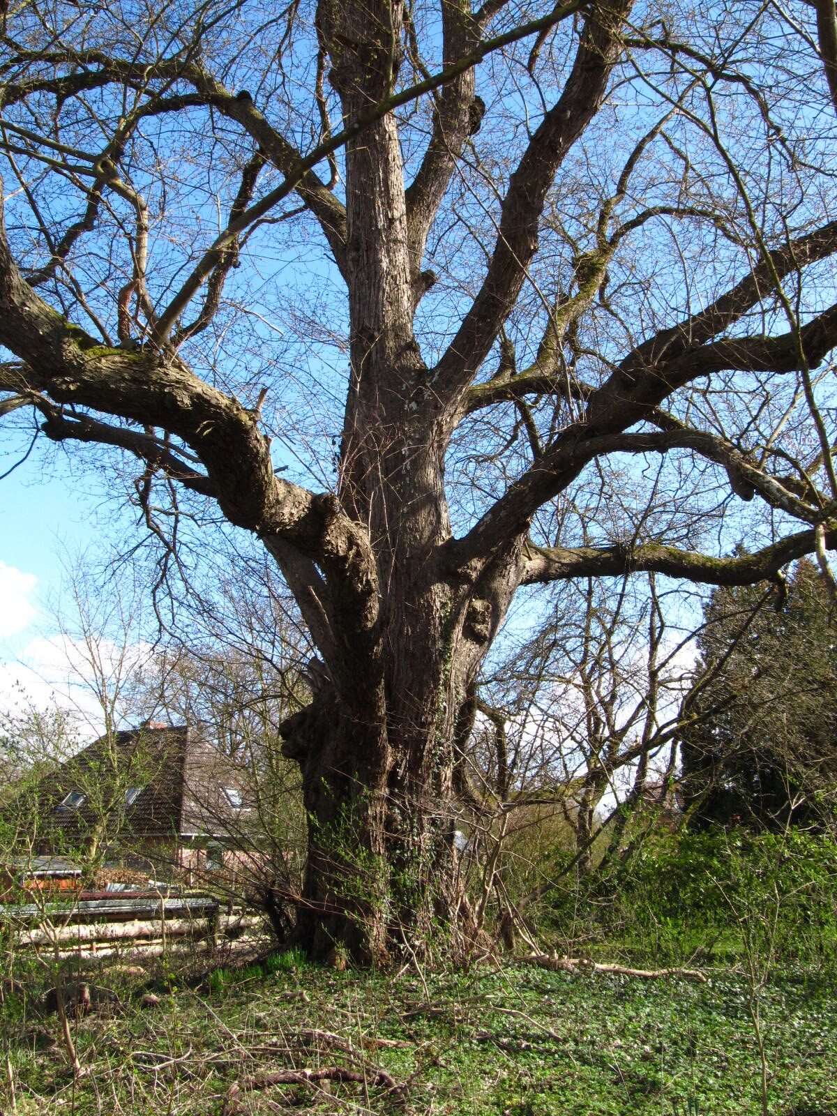 Ulmus minor - Oldendorf - März 2026