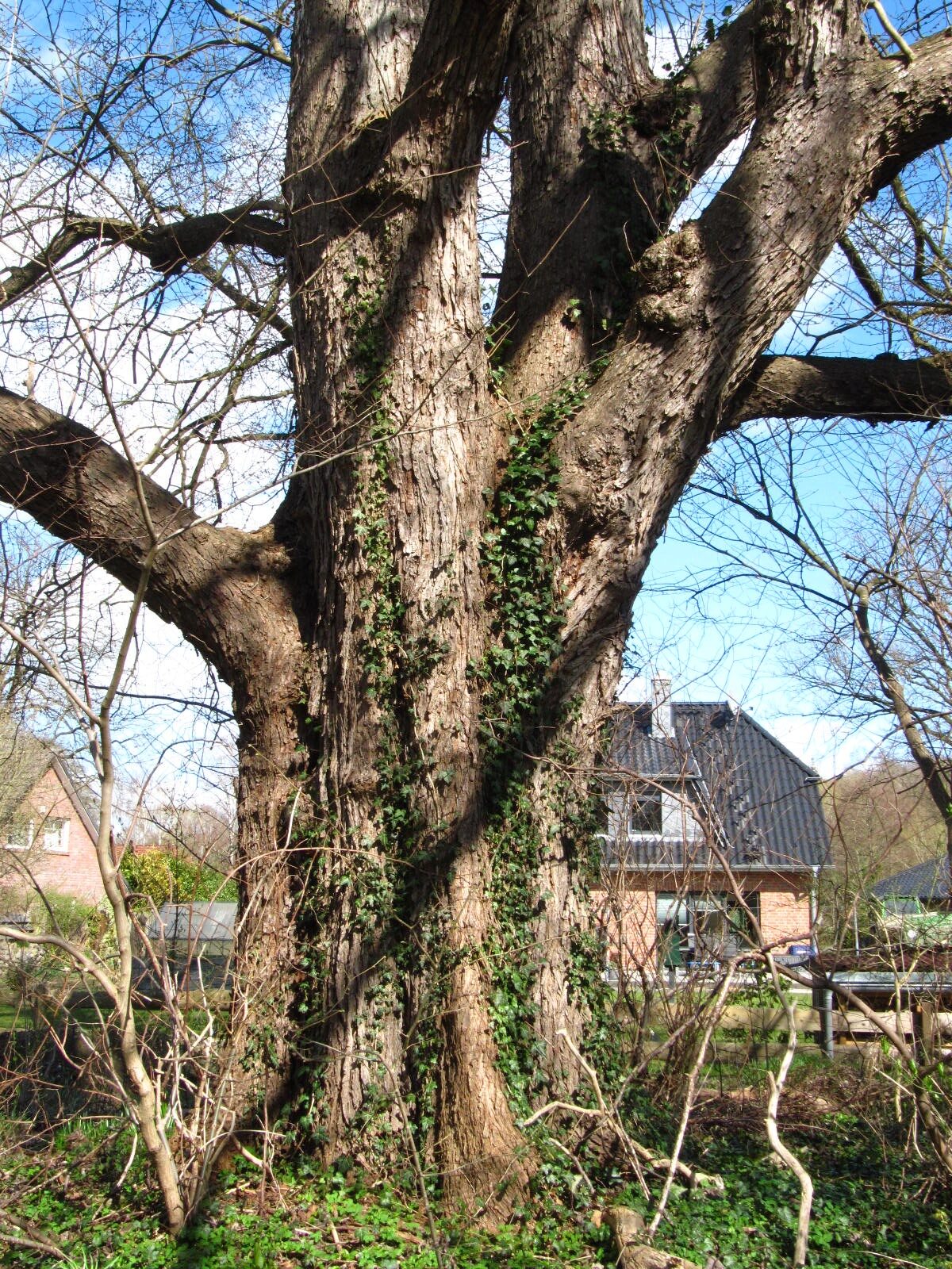 Ulmus minor - Oldendorf - März 2026
