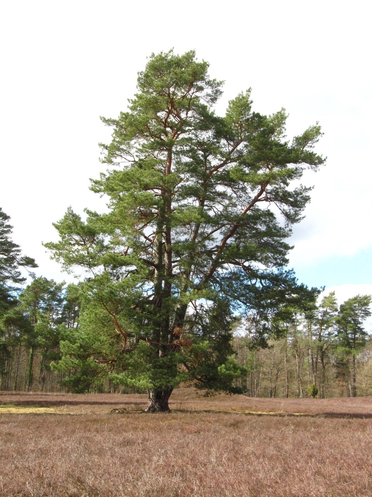 Pinus sylvestris - Oldendorfer Totenstatt - März 2026