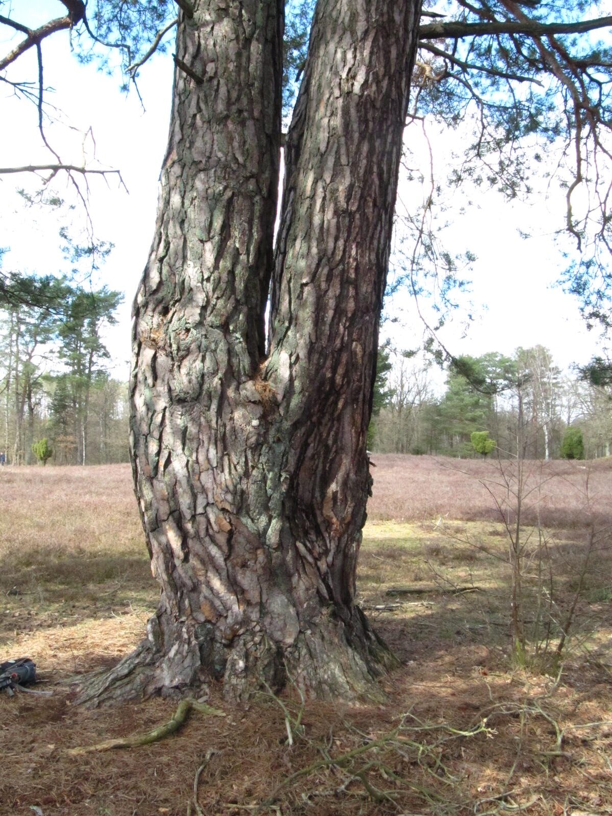 Pinus sylvestris - Oldendorfer Totenstatt - März 2026