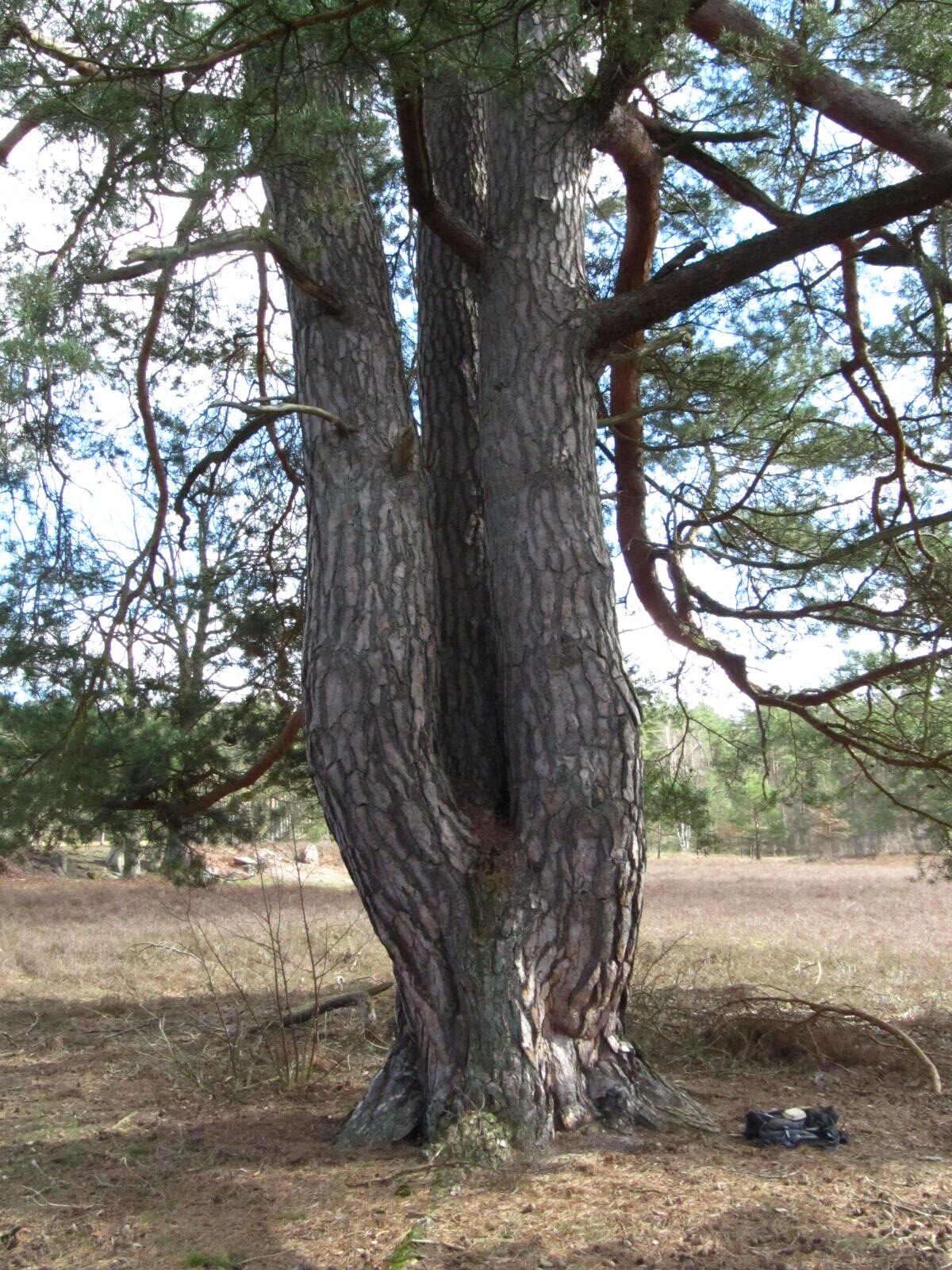 Pinus sylvestris - Oldendorfer Totenstatt - März 2026
