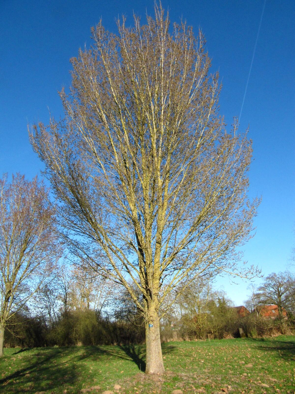 Ulmus × hollandica 'Groeneveld' - Arboretum Thedinghausen - März 2026