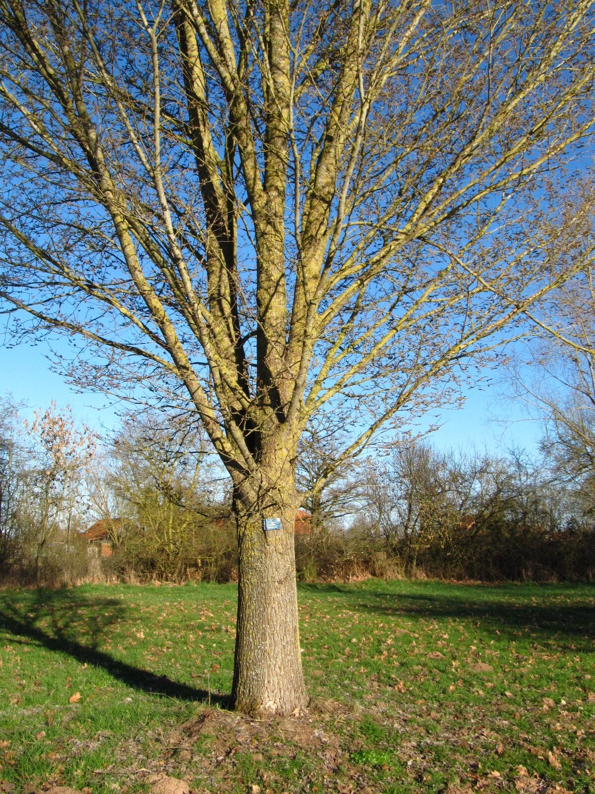 Ulmus × hollandica 'Groeneveld' - Arboretum Thedinghausen - März 2026