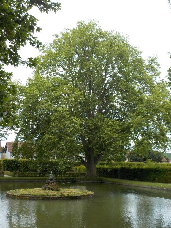 Platanus × hispanica - Veitshöchheim - Juli 2024