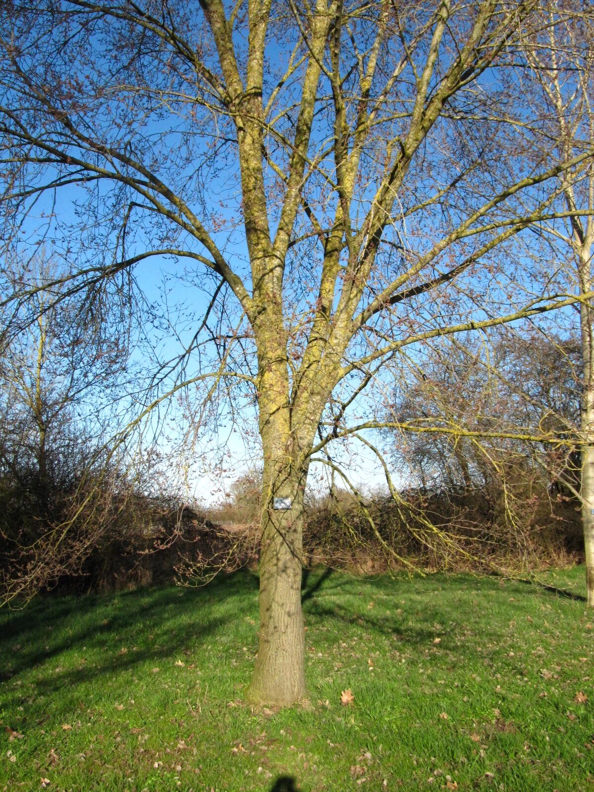 Ulmus 'Plantijn' - Arboretum Thedinghausen - März 2026