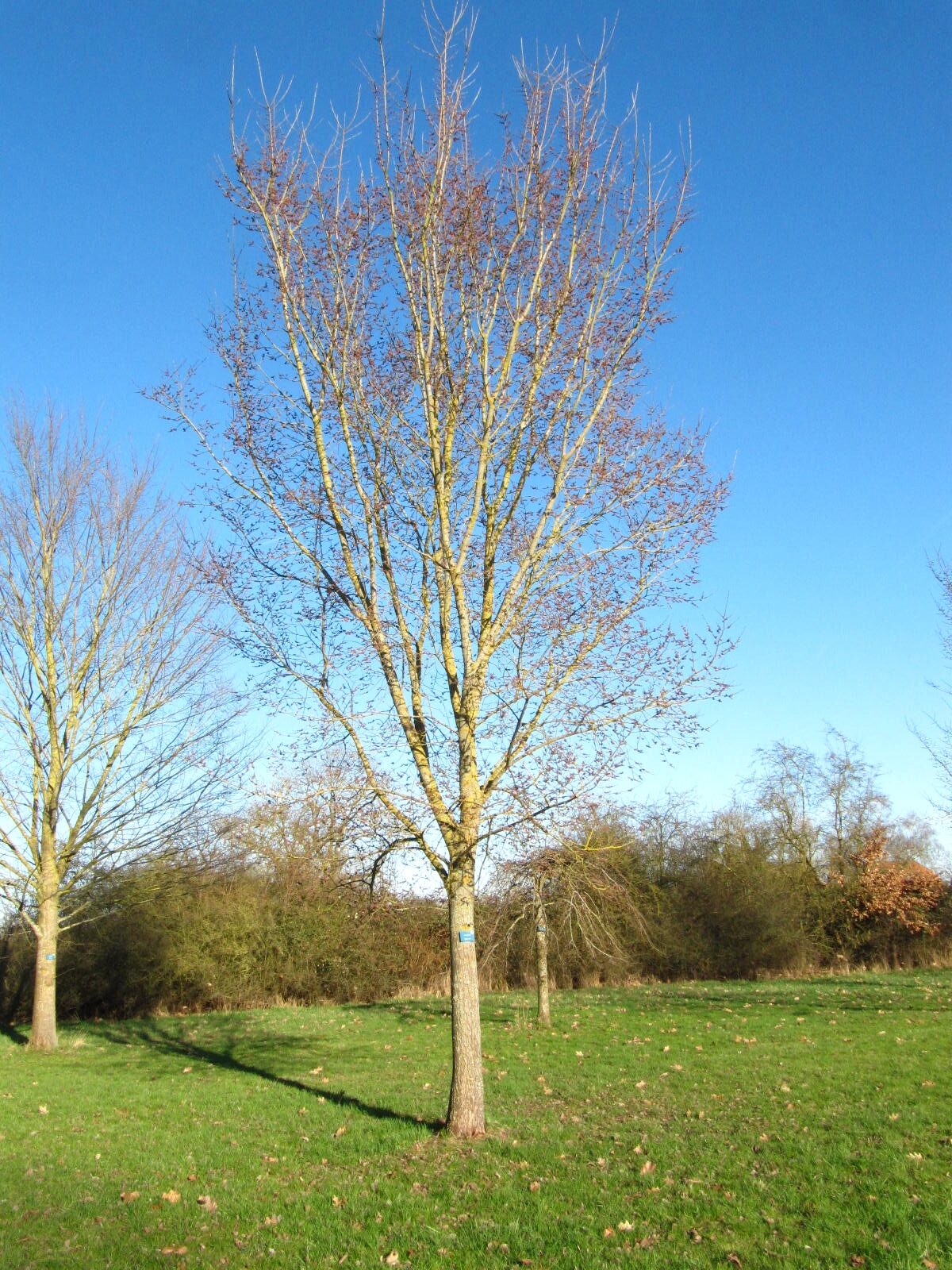 Ulmus ' Nanguen' - Arboretum Thedinghausen - März 2026