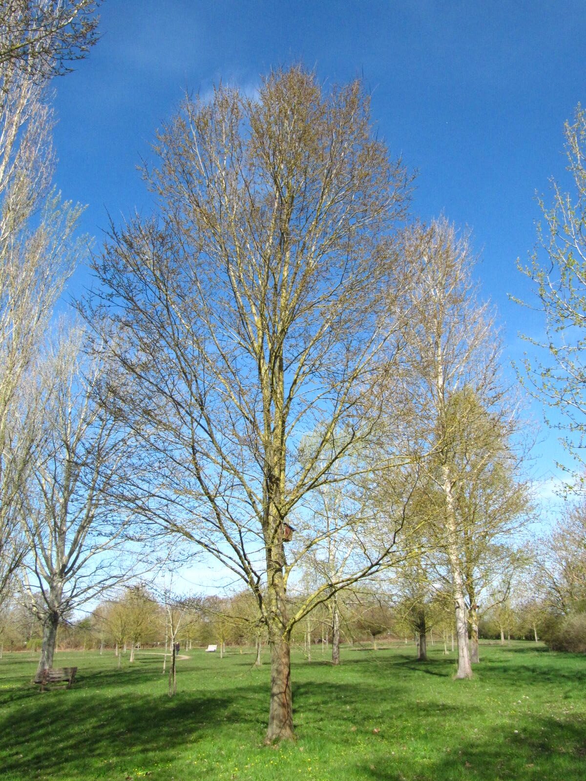 Ulmus 'Clusius' - Arboretum Thedinghausen - März 2026