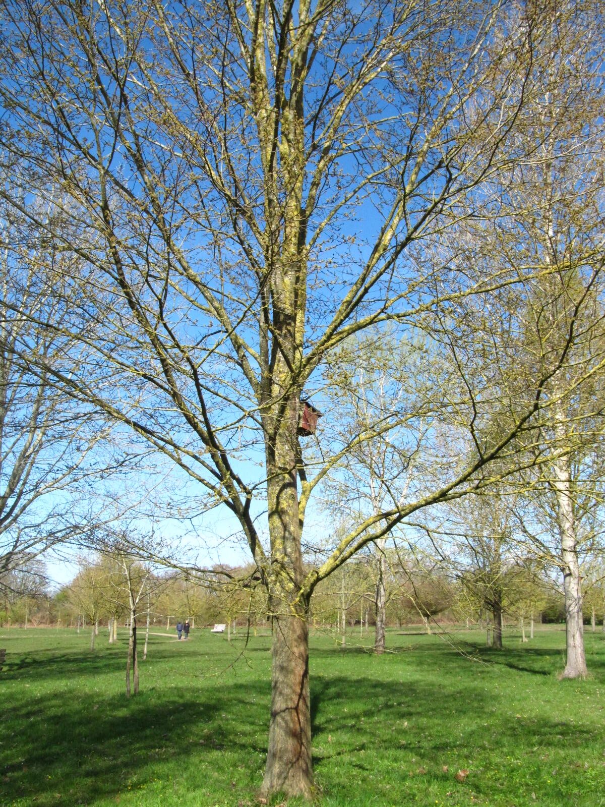 Ulmus 'Clusius' - Arboretum Thedinghausen - März 2026